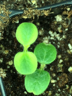 Sesame seedlings